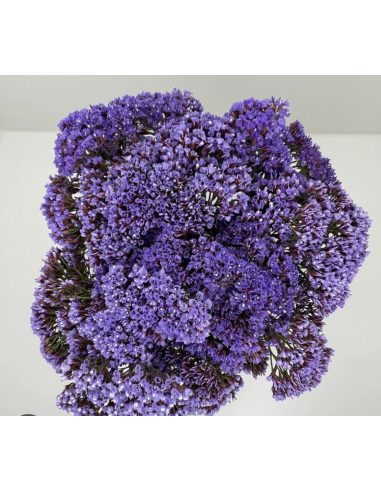 Wholesale Purple Seafoam Statice (10 Stems) | Bulk Filler Flowers