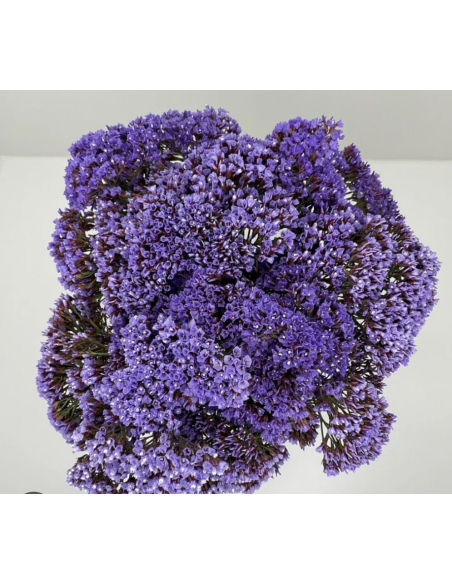 Wholesale Purple Seafoam Statice (10 Stems) | Bulk Filler Flowers