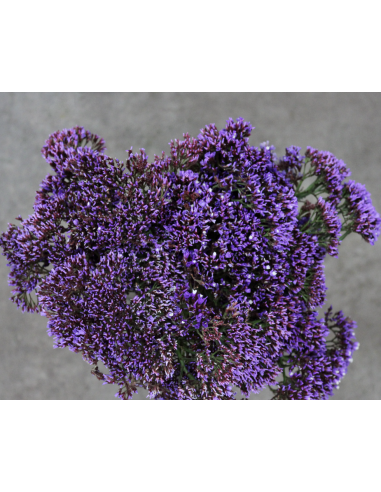Wholesale Purple Seafoam Statice (10 Stems) | Bulk Filler Flowers