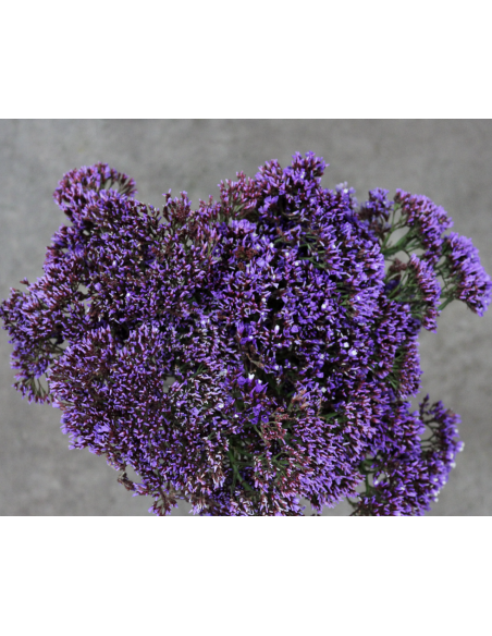 Wholesale Purple Seafoam Statice (10 Stems) | Bulk Filler Flowers