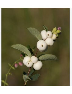 Wholesale White Snowberry (10 Stems) | Bulk Berry Branches