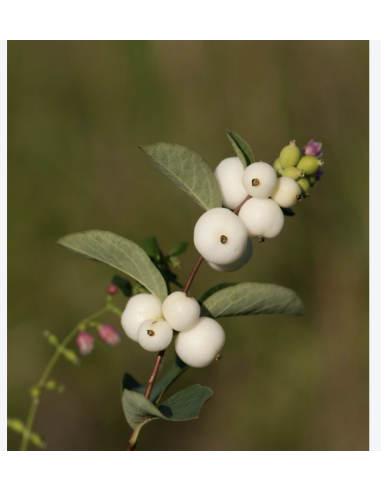 Wholesale White Snowberry (10 Stems) | Bulk Berry Branches