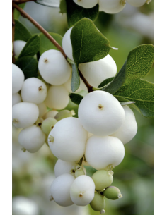 Wholesale White Snowberry (10 Stems) | Bulk Berry Branches 2