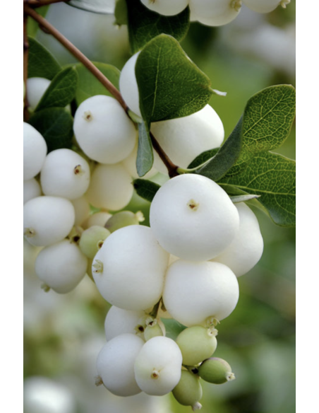 Wholesale White Snowberry (10 Stems) | Bulk Berry Branches