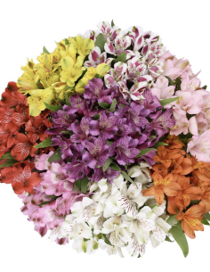 Fresh Assorted Alstroemeria | Wholesale Peruvian Lilies 2