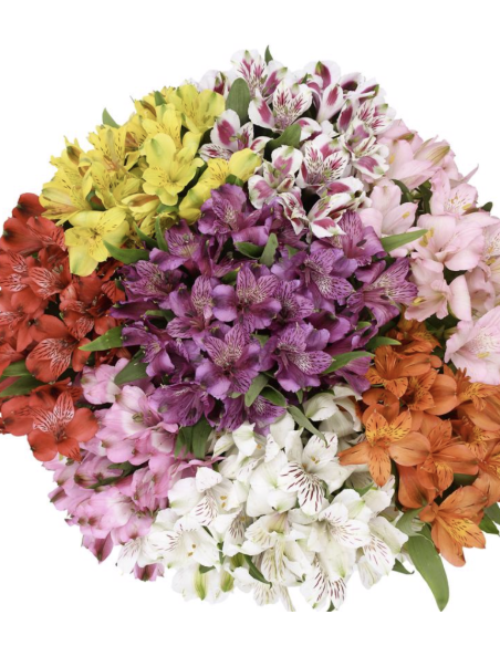 Fresh Assorted Alstroemeria | Wholesale Peruvian Lilies