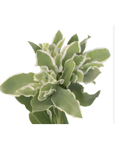 Buy wholesale Snow on the Mountain foliage in 10-stem bunches direct from growers. Striking green and white variegated stems per