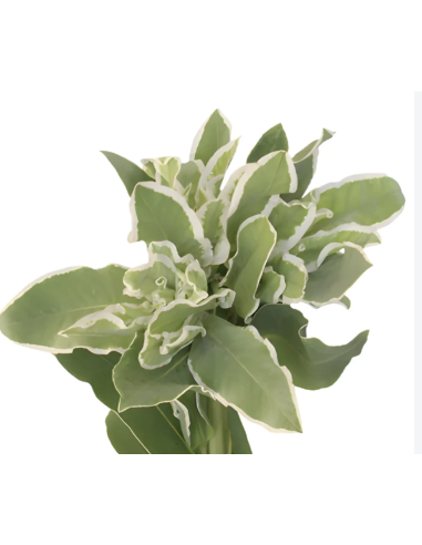 Buy wholesale Snow on the Mountain foliage in 10-stem bunches direct from growers. Striking green and white variegated stems per