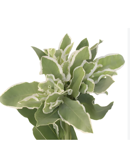 Buy wholesale Snow on the Mountain foliage in 10-stem bunches direct from growers. Striking green and white variegated stems per