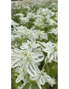 Buy wholesale Snow on the Mountain foliage in 10-stem bunches direct from growers. Striking green and white variegated stems per 2