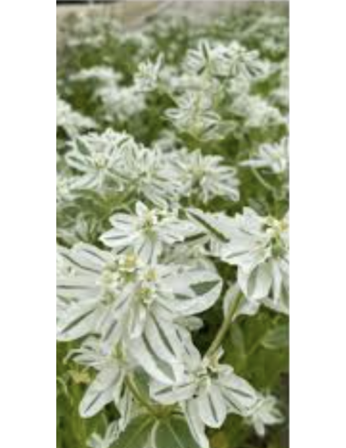 Buy wholesale Snow on the Mountain foliage in 10-stem bunches direct from growers. Striking green and white variegated stems per