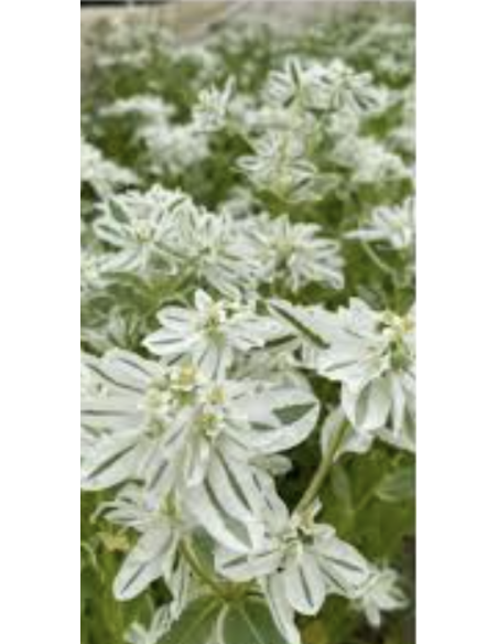 Buy wholesale Snow on the Mountain foliage in 10-stem bunches direct from growers. Striking green and white variegated stems per