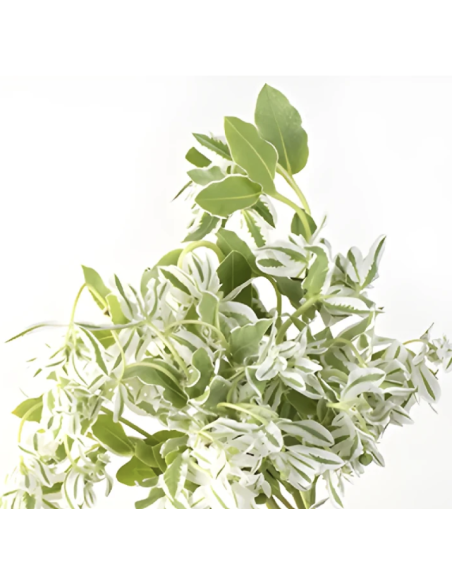 Buy wholesale Snow on the Mountain foliage in 10-stem bunches direct from growers. Striking green and white variegated stems per