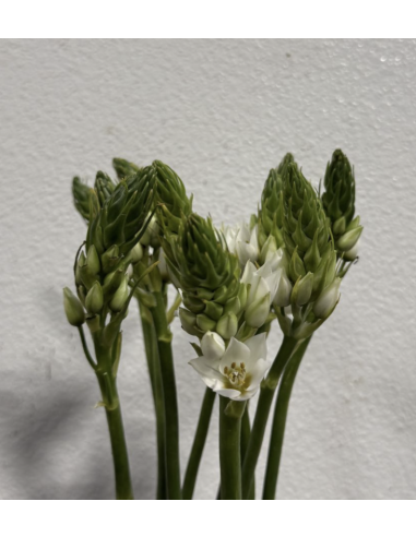 Wholesale Star of Bethlehem (10 Stems) | Bulk White Ornithogalum