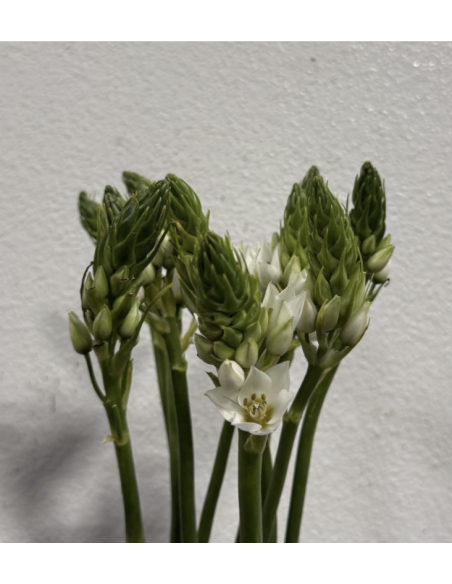 Wholesale Star of Bethlehem (10 Stems) | Bulk White Ornithogalum