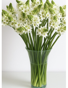 Wholesale Star of Bethlehem (10 Stems) | Bulk White Ornithogalum 2