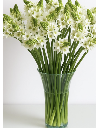 Wholesale Star of Bethlehem (10 Stems) | Bulk White Ornithogalum