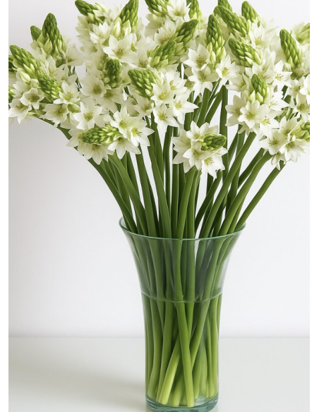 Wholesale Star of Bethlehem (10 Stems) | Bulk White Ornithogalum