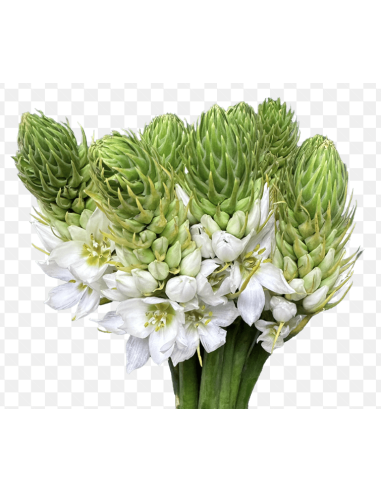 Wholesale Star of Bethlehem (10 Stems) | Bulk White Ornithogalum