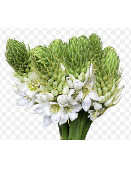 Wholesale Star of Bethlehem (10 Stems) | Bulk White Ornithogalum