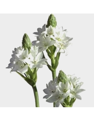 Wholesale Star of Bethlehem (10 Stems) | Bulk White Ornithogalum