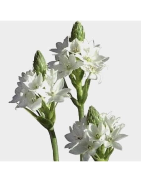 Wholesale Star of Bethlehem (10 Stems) | Bulk White Ornithogalum