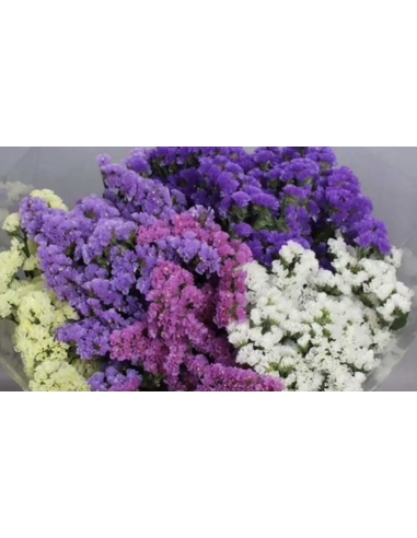 Wholesale Statice (10 Stems) | Pink, Lavender, Purple & White Bunches