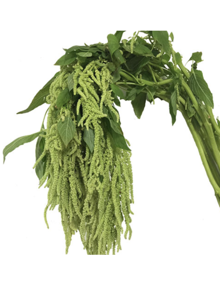 Fresh Green Hanging Amaranthus (10 Stems) | Wholesale Foliage