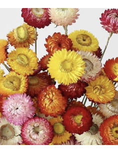 Wholesale Assorted Strawflower (10 Stems) | Bulk Everlasting Flowers
