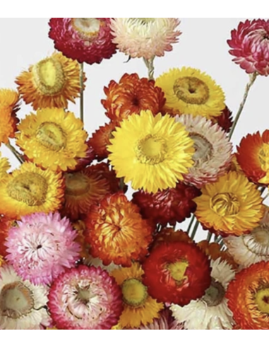 Wholesale Assorted Strawflower (10 Stems) | Bulk Everlasting Flowers