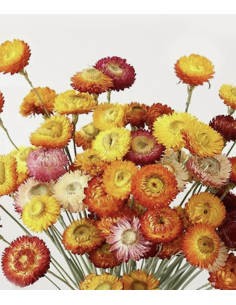 Wholesale Assorted Strawflower (10 Stems) | Bulk Everlasting Flowers 2