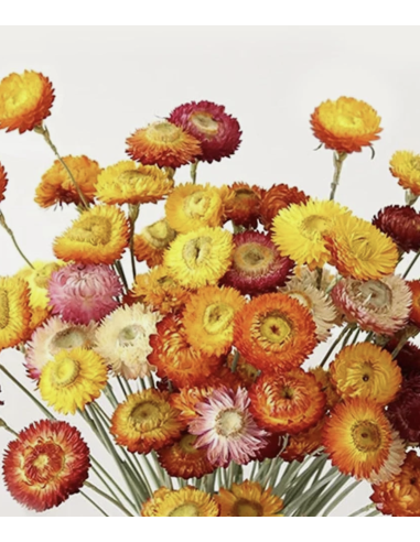 Wholesale Assorted Strawflower (10 Stems) | Bulk Everlasting Flowers