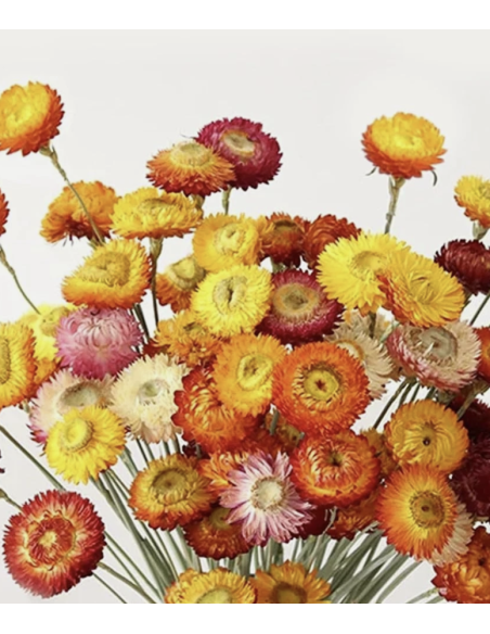 Wholesale Assorted Strawflower (10 Stems) | Bulk Everlasting Flowers