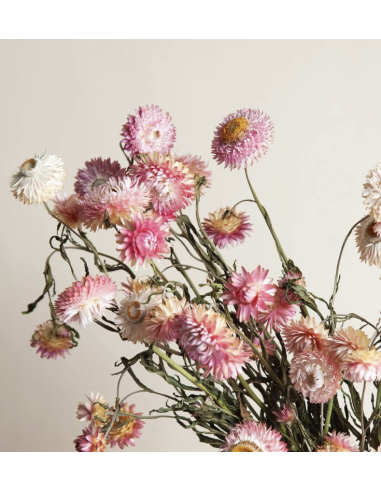 Wholesale Assorted Strawflower (10 Stems) | Bulk Everlasting Flowers