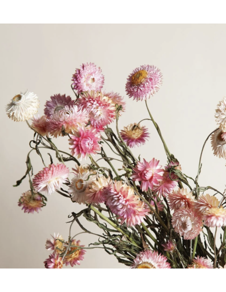 Wholesale Assorted Strawflower (10 Stems) | Bulk Everlasting Flowers