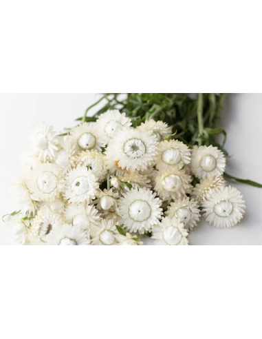 Wholesale White Strawflower (10 Stems) | Bulk Everlasting Flowers
