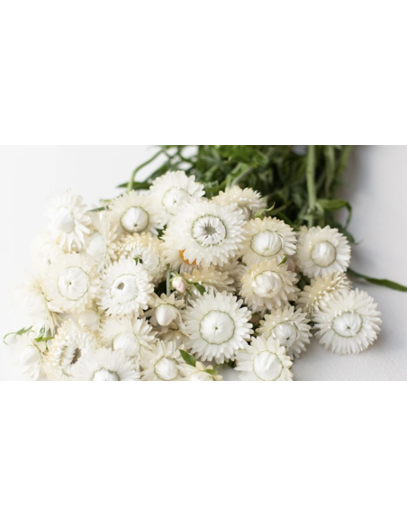 Wholesale White Strawflower (10 Stems) | Bulk Everlasting Flowers