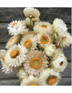 Wholesale White Strawflower (10 Stems) | Bulk Everlasting Flowers 2