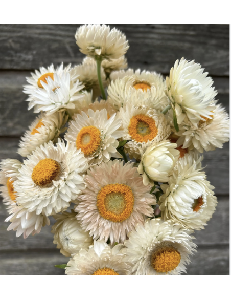Wholesale White Strawflower (10 Stems) | Bulk Everlasting Flowers