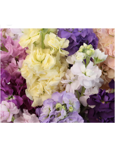 Wholesale Assorted Stock Flowers (10 Stems) | Bulk Fragrant Spikes