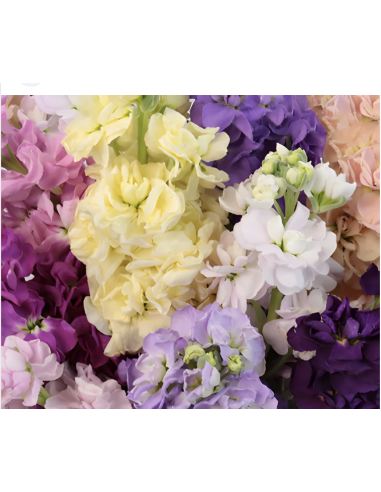 Wholesale Assorted Stock Flowers (10 Stems) | Bulk Fragrant Spikes