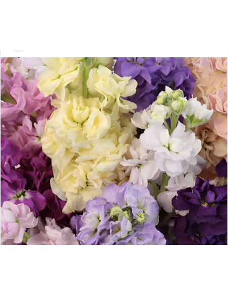 Wholesale Assorted Stock Flowers (10 Stems) | Bulk Fragrant Spikes