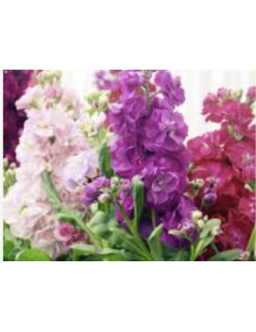 Wholesale Assorted Stock Flowers (10 Stems) | Bulk Fragrant Spikes 2