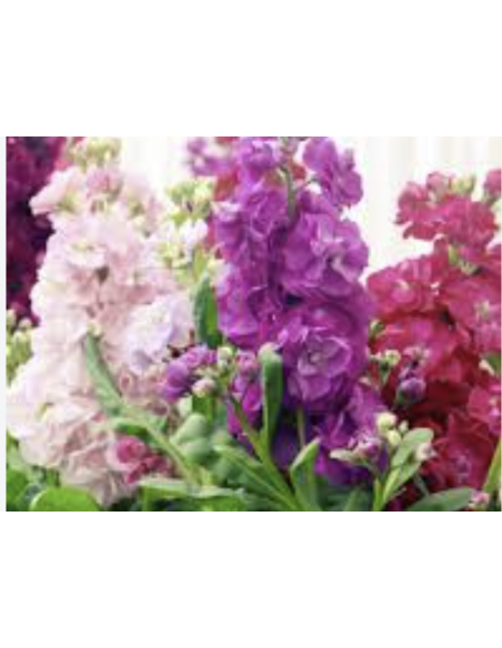 Wholesale Assorted Stock Flowers (10 Stems) | Bulk Fragrant Spikes
