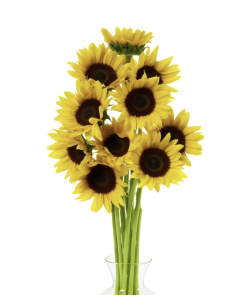 Wholesale Regular Sunflowers (10 Stems) | Bulk Yellow Focal Flowers