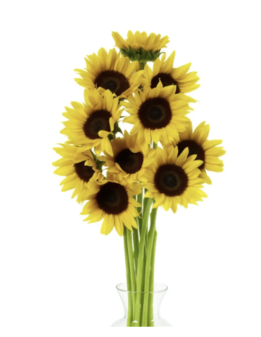 Wholesale Regular Sunflowers (10 Stems) | Bulk Yellow Focal Flowers