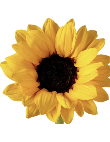 Wholesale Regular Sunflowers (10 Stems) | Bulk Yellow Focal Flowers