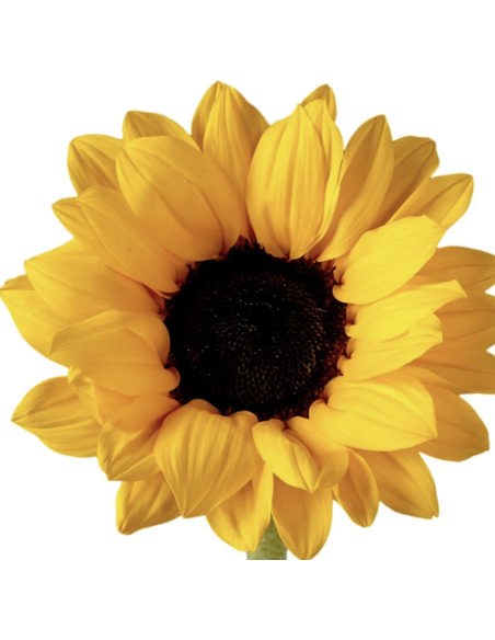 Wholesale Regular Sunflowers (10 Stems) | Bulk Yellow Focal Flowers