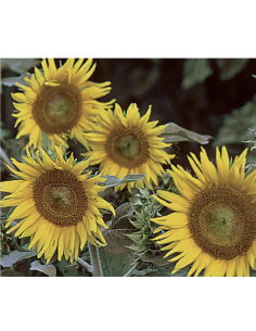 Wholesale Green Eye Sunflowers (10 Stems) | Bulk Green Center Flowers