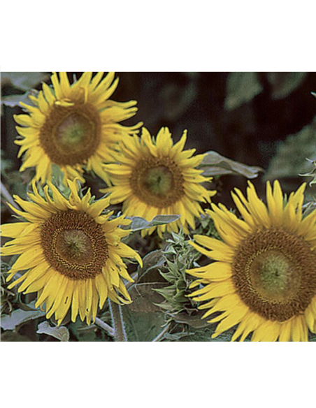 Wholesale Green Eye Sunflowers (10 Stems) | Bulk Green Center Flowers